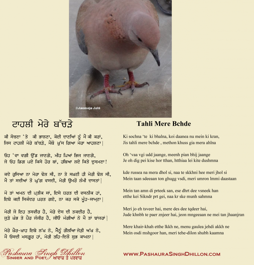 Tahli Mere Thachray Punjabi Poem by Pashaura Singh Dhillon