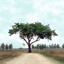 Nazm, “ਪੀਂਘਾਂ ਕਿਥੇ ਪਾਵਾਂ,” Punjabi Poem, “Peenghan Kitthe Panvaan” (Gurmukhi/Romanized)